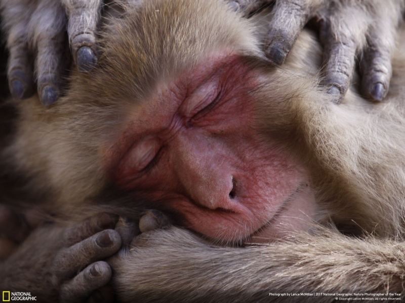 Illustration for article titled Las fotos ganadoras del concurso anual de National Geographic muestran un planeta tan hermoso que no lo merecemos